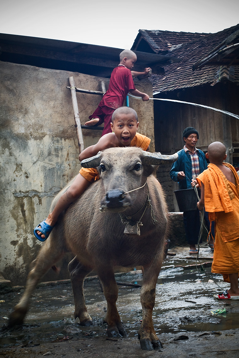young Buddhist monk on a bull, Padaung Village, Kengtung, Burma (Myanmar). Photo © Konstantinno Hatzisarros 2010