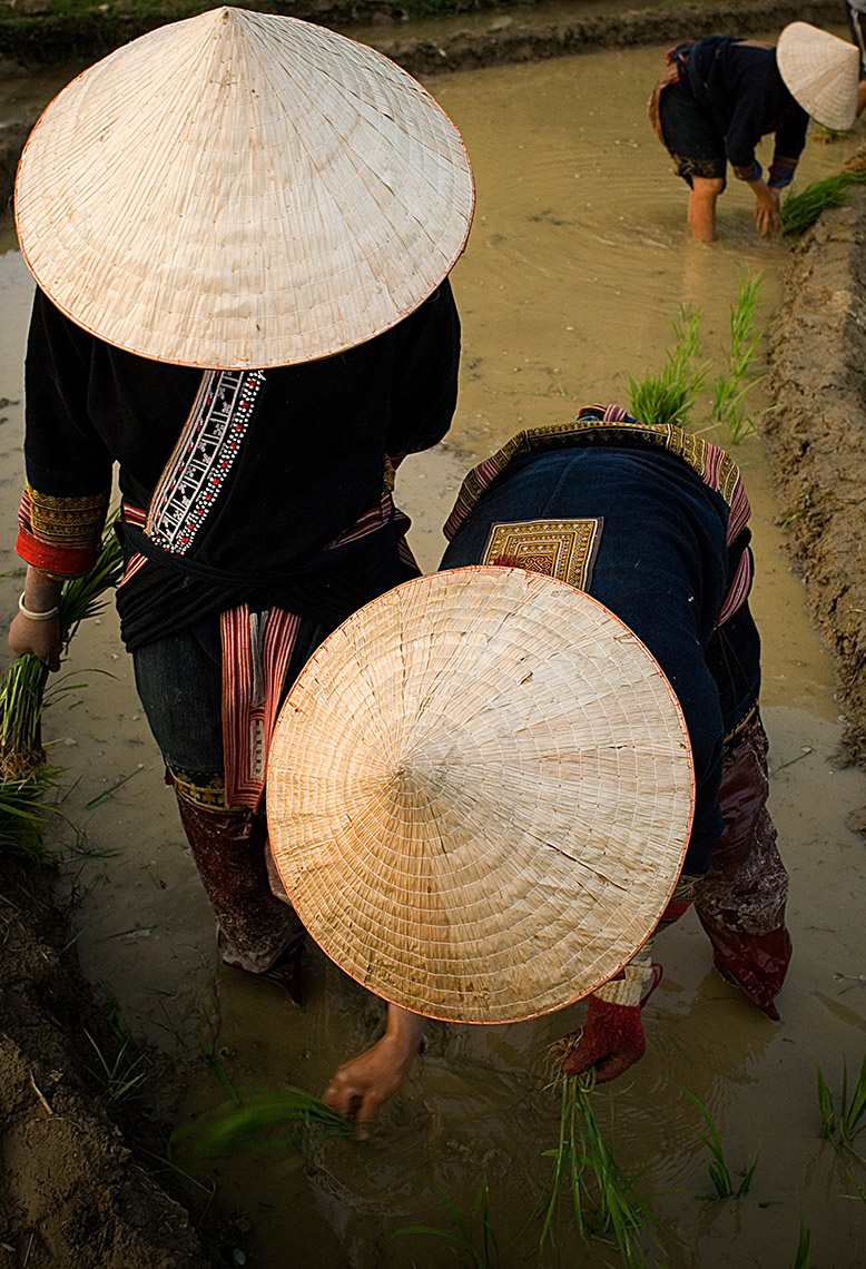 Red Dao Tribe Women, Ricefield, Sapa, Vietnam