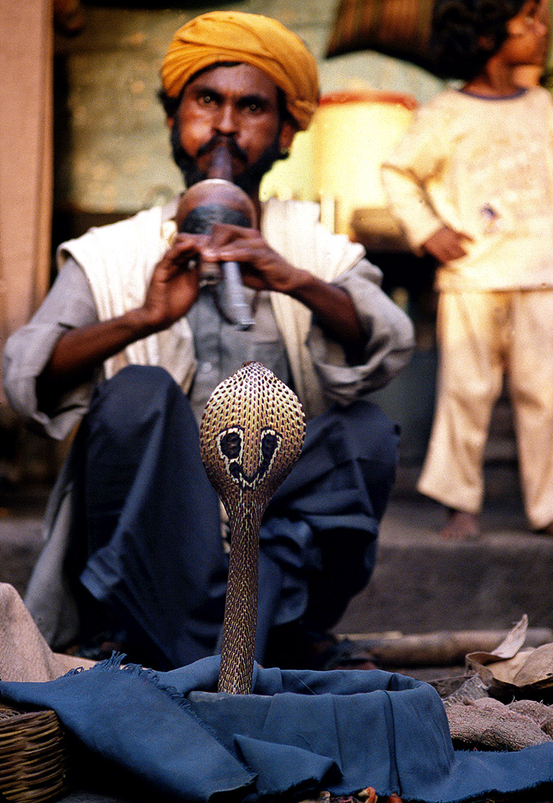 Snake Charmer WIth King Cobra, Calcutta, India